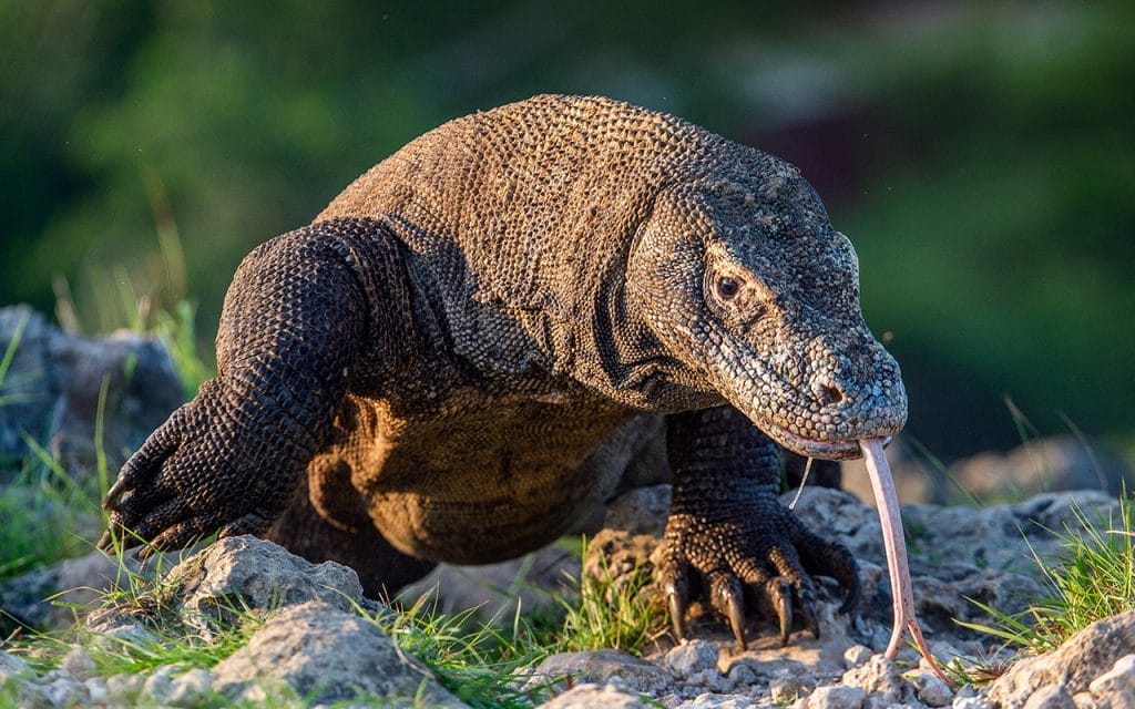 Komodo Dragon